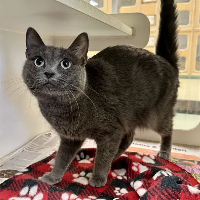 Stout - Domestic Short Hair