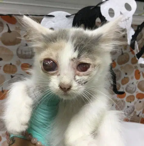 Babygirl - Domestic Short Hair