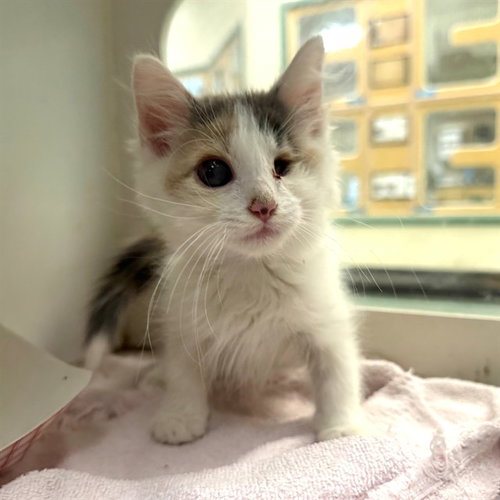 Babygirl, Domestic Short Hair (medium coat)