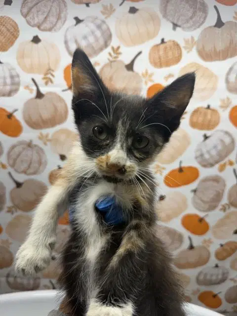 Jasmine - Domestic Short Hair