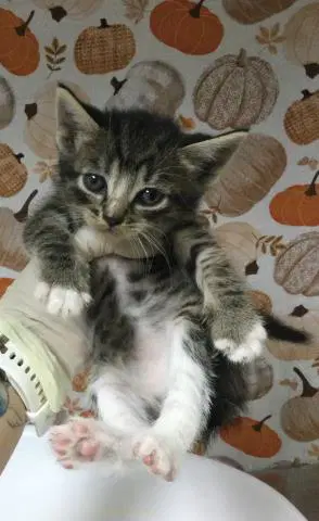 Lana - Domestic Short Hair
