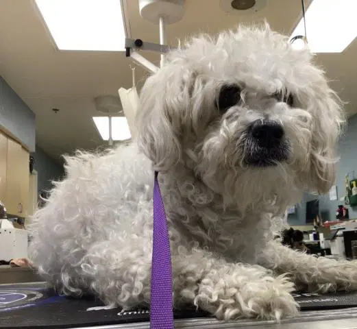 Cotton - Maltese