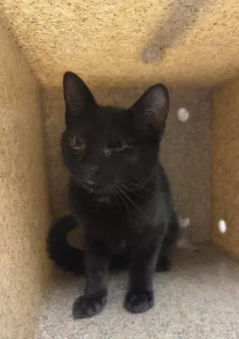 Ammo - Domestic Short Hair