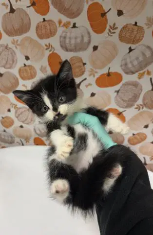 Samosa - Domestic Short Hair