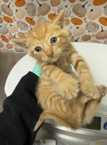 Cheddar - Domestic Short Hair