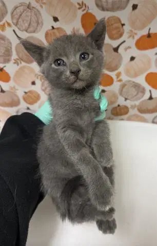 Feta - Domestic Short Hair