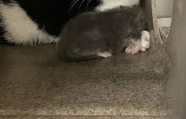 Unknown - Domestic Short Hair