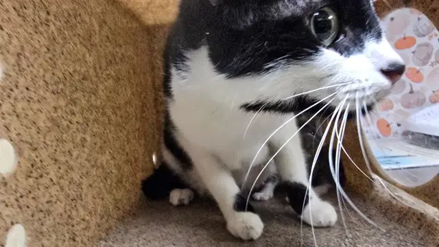 Chloe - Domestic Short Hair