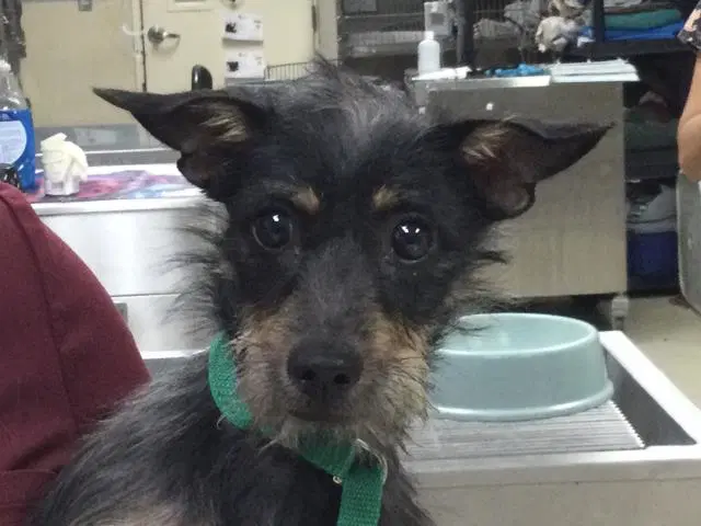 Nancy - Terrier