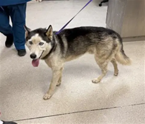 Sebastian - Siberian Husky