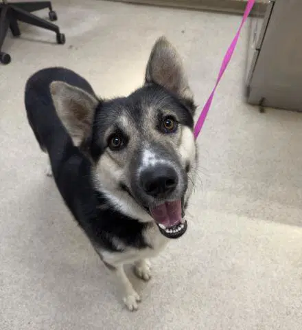 Duke - German Shepherd Dog