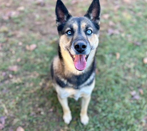 Weston, German Shepherd Dog / Siberian Husky / Mixed (medium coat)