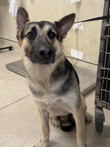 Popeye - German Shepherd Dog