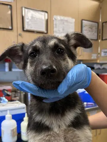 Beyonce - German Shepherd Dog