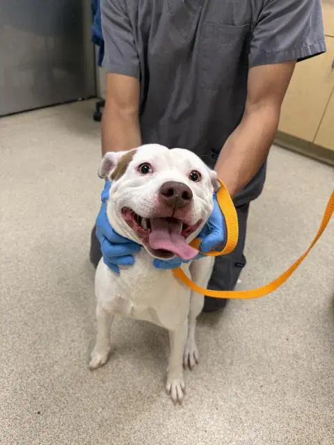Tostino - Pit Bull Terrier