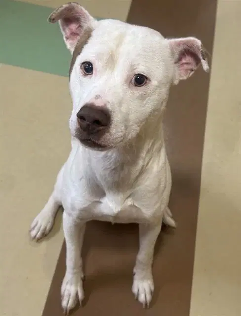 Tostino - Pit Bull Terrier
