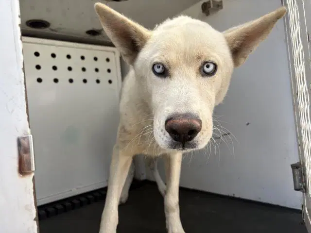 Panda - Siberian Husky