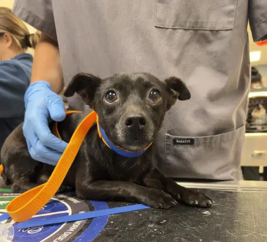 Pilar - Chihuahua