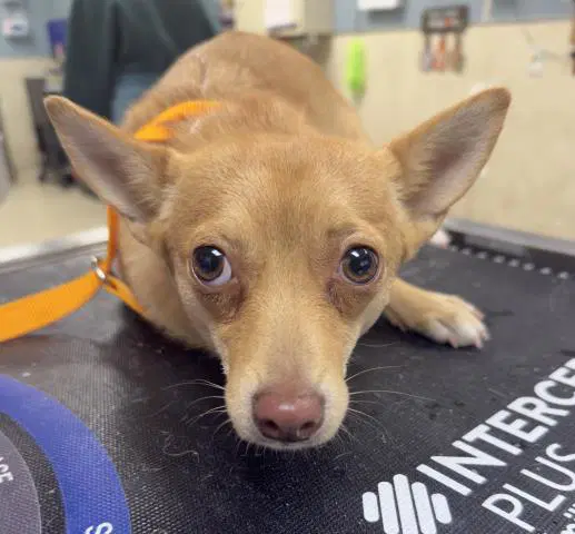 Lala - Chihuahua