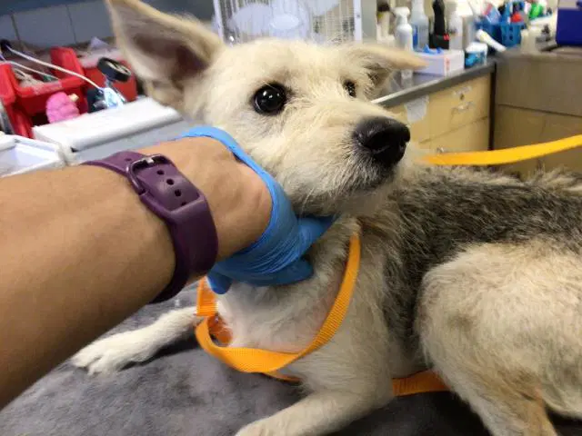 Frito - Terrier