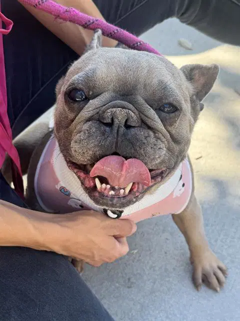 Judy - French Bulldog