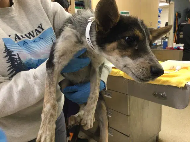 Alyssa - Queensland Heeler