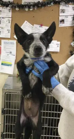 Allen - Queensland Heeler
