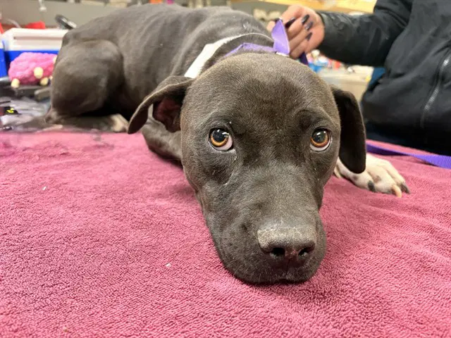 Pearl - Pit Bull Terrier