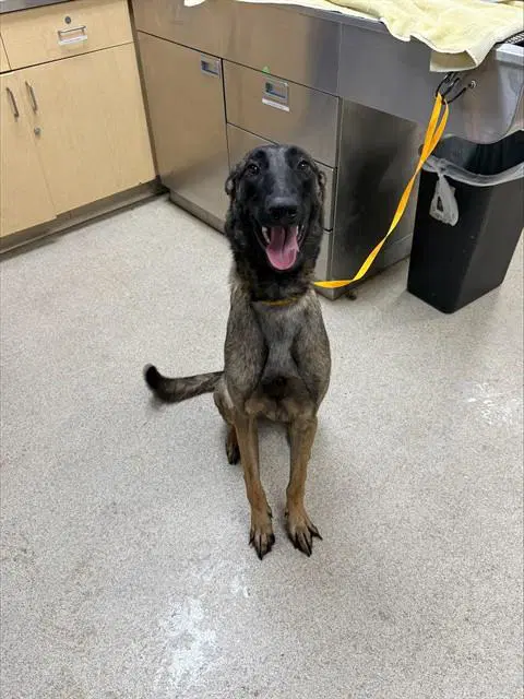Ziva - Belgian Shepherd Malinois