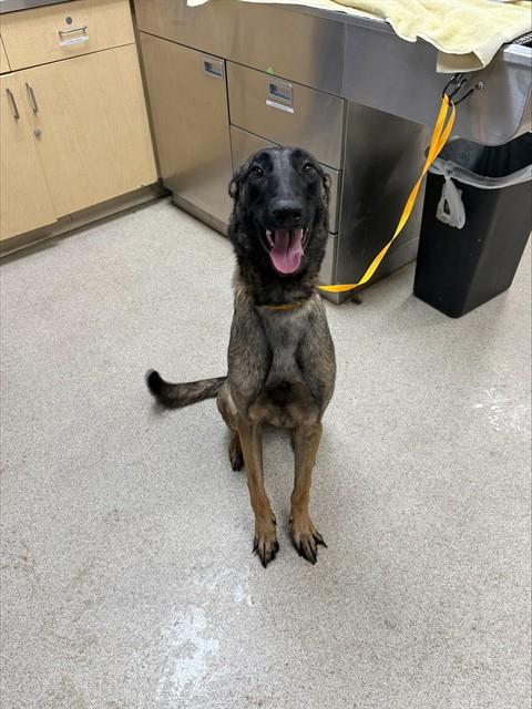Ziva