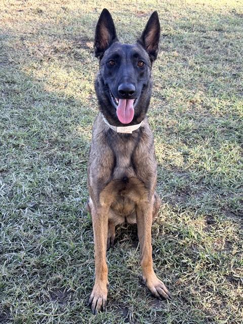 Ziva, Belgian Shepherd Malinois (medium coat)