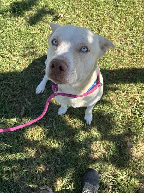 Mellow - Pit Bull Terrier