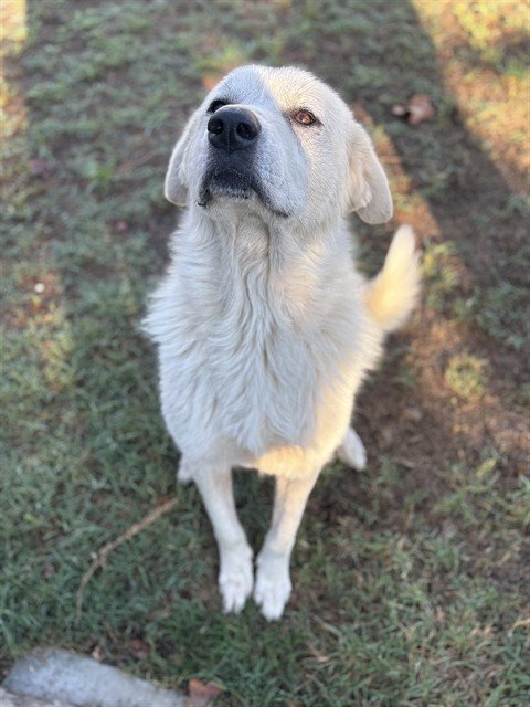 SAM