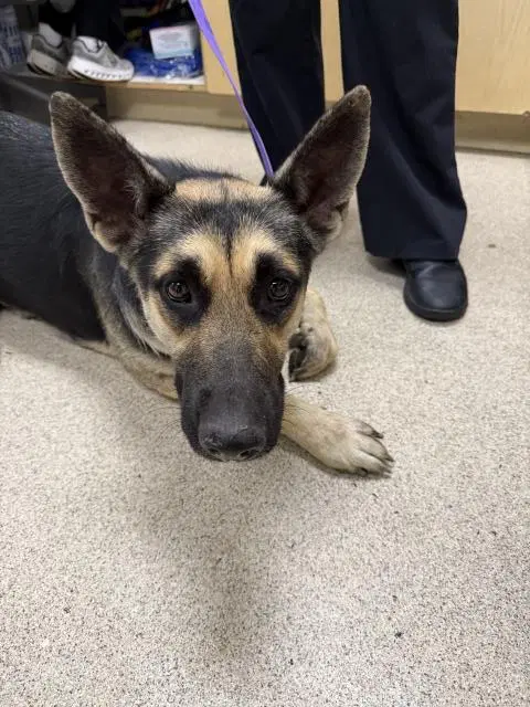 Olive Oil - German Shepherd Dog
