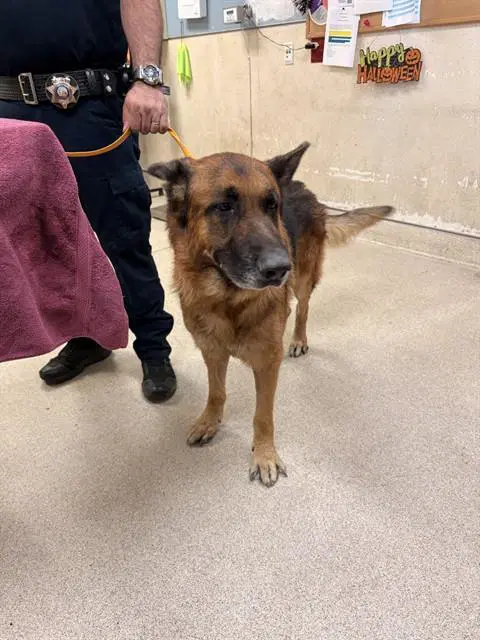 Flint - German Shepherd Dog