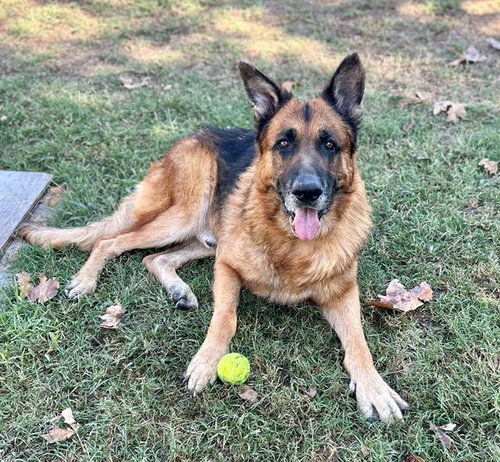 Flint, German Shepherd Dog (medium coat)