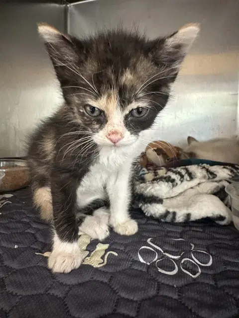 Palace - Domestic Short Hair