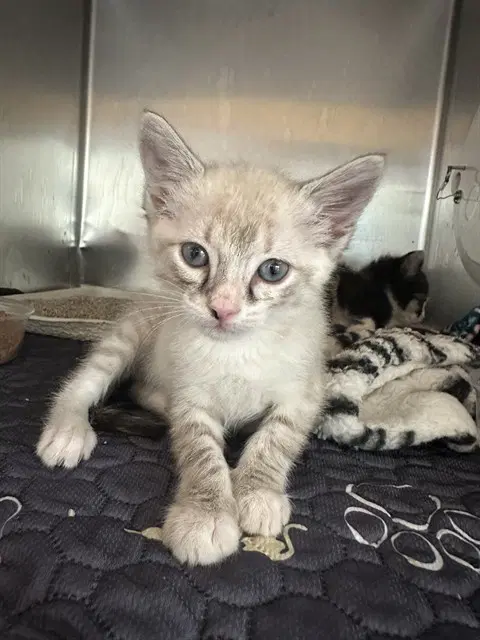 Rosie - Domestic Short Hair