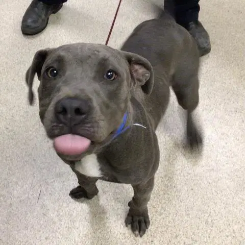Bart Simpson - Pit Bull Terrier