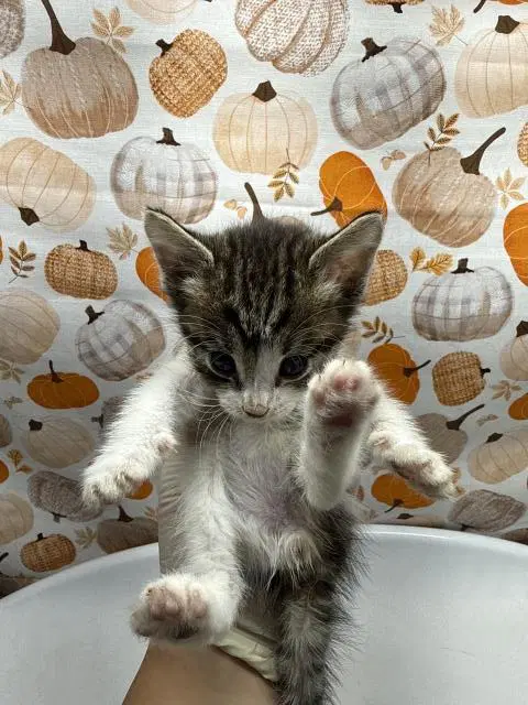 Peewee - Domestic Short Hair