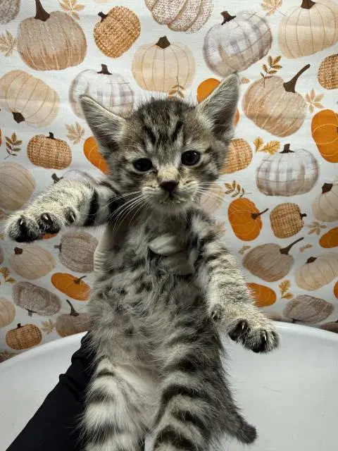 Princess - Domestic Short Hair