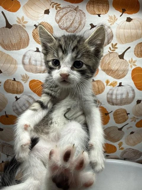 Jax