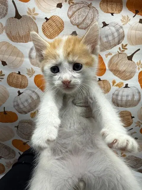 Louie - Domestic Short Hair