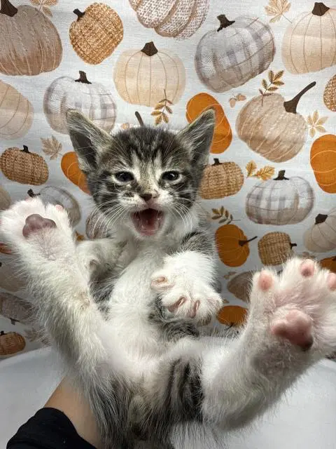 Toby - Domestic Short Hair