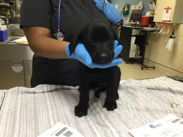Jane - Labrador Retriever