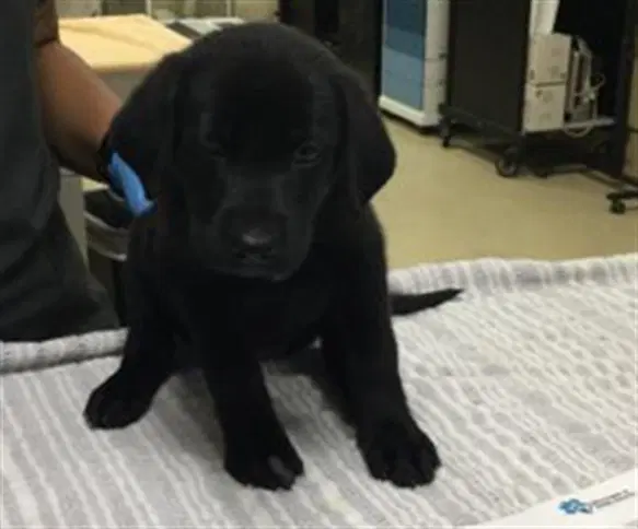 Mary Ann - Labrador Retriever