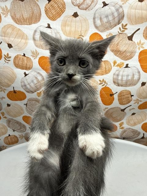 Chestnut