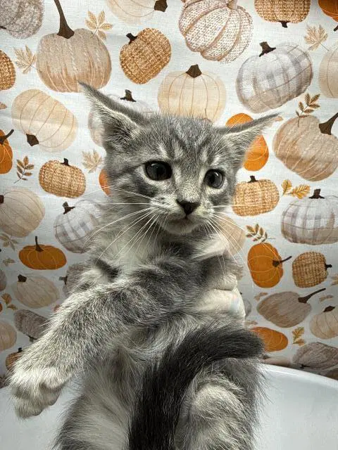 Cahsew - Domestic Short Hair