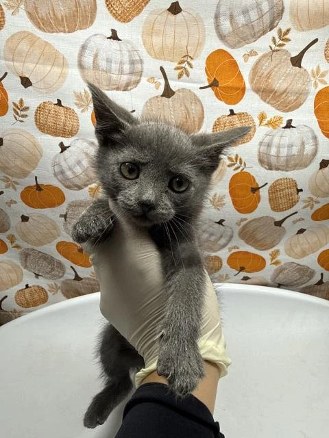 Pea