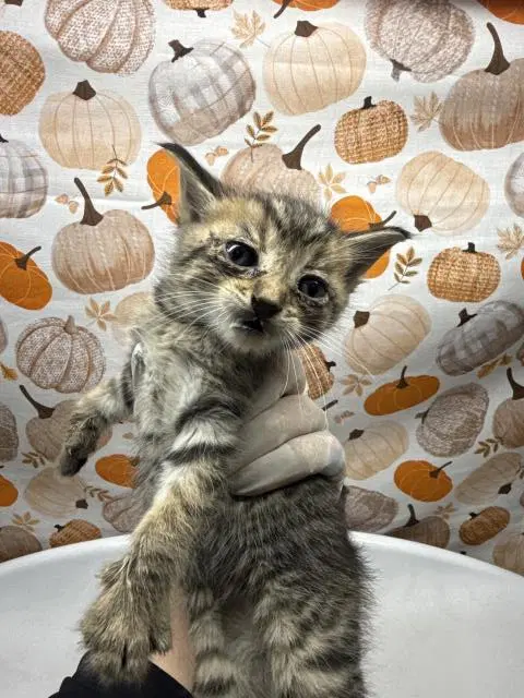 Barry - Domestic Short Hair